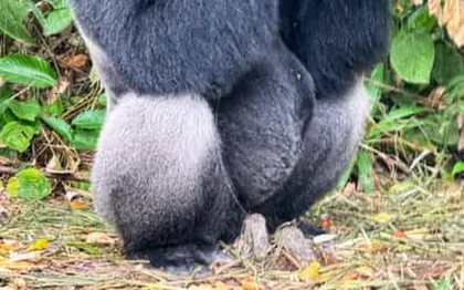 Photo de Lesio-luna/Congo