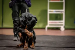 LES CHIENS FONT LEUR CINÉMA - DOG TRAINER #1