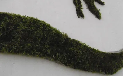 Photo de Décor Insolite végétal : L'Herbe en scène / Saintes