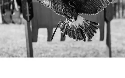 Photo de Esprit Fauconnerie - Spectacle de Rapaces / PACA SUD