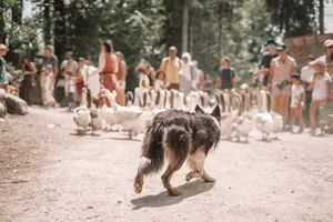 OIES SACRÉES - DOG TRAINER #1