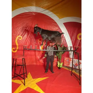 Rocky équilibriste funambule