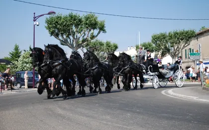 Photo de Association Dubois et ses Frisons - Location de Calèche - Tarascon