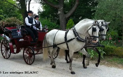 Photo de Les attelages BLANC - Location calèche ou cheval