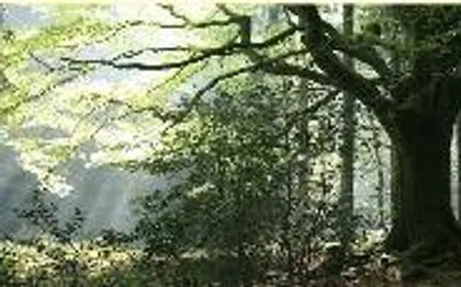 Photo de Conteur - Anne Delenn - Rennes