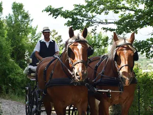 Location de Calèches - Les crins de Gaïa / Forcalquier