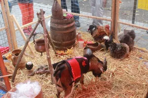 ferme médiévale itinérante les zart-nimaux