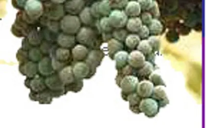 Photo de ACS Oenosud - Animation autour du Vin