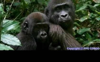 Photo de La chute de la lefini/Congo