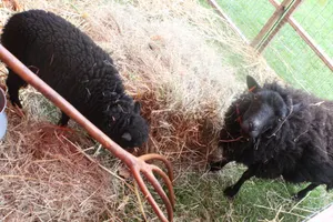 L'enclos des moutons fête médiévale de Nogent sur Mrne 2018