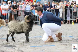 LA FAMILLE DÉPRÉS ET LES MOUTONS D'OUESSANT - DOG TRAINER #3