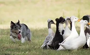KissMe, dresseuse de canards à pompon