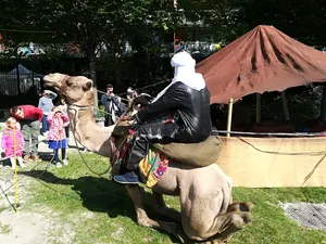 le dromadaire Suhail en 2018 dans un parc en Belgique.