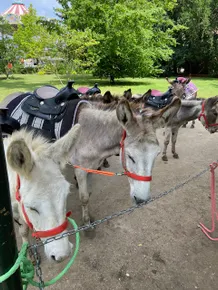 Michelle Royere et ses dromadaires - PARIS - LYON 