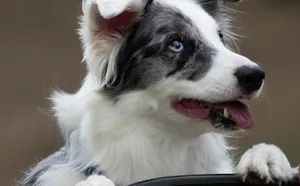 Zorro, il réinvente le dogdance...