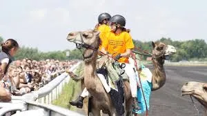selection des jockeys de France de courses de dromadaires sur l'hippodrome de Saint Omer 2016