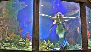 Show subaquatique en aquarium au Casino Barrière Cannes le Croisette
Crédit photo : Lauriane Audran